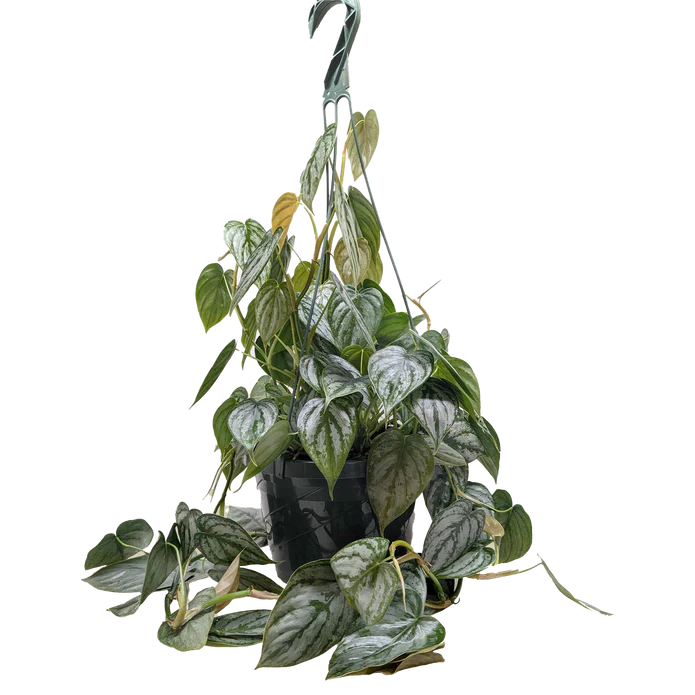 Philodendron 'Brandi' - Image 3