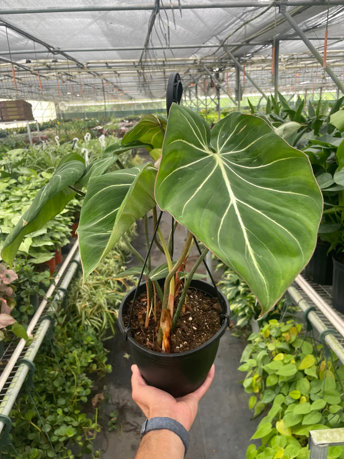 Philodendron Gloriosum - Image 5