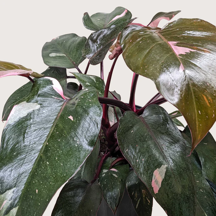 Philodendron 'Pink Princess' - Image 7