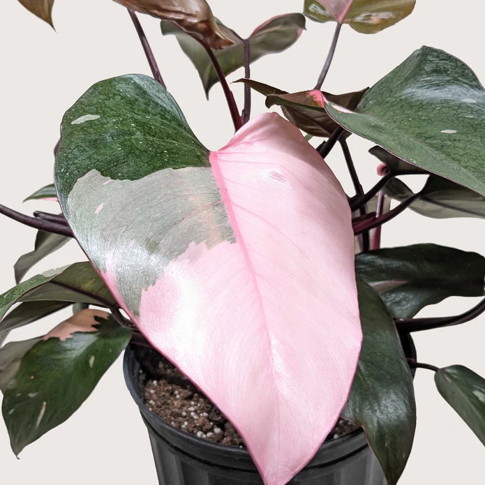 Philodendron 'Pink Princess' - Image 8
