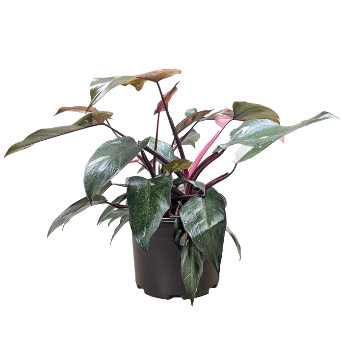 Philodendron 'Pink Princess'