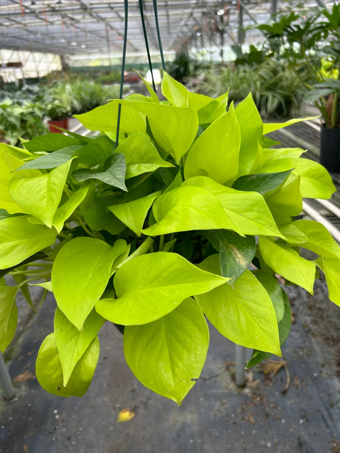 Pothos 'Neon' - Image 7