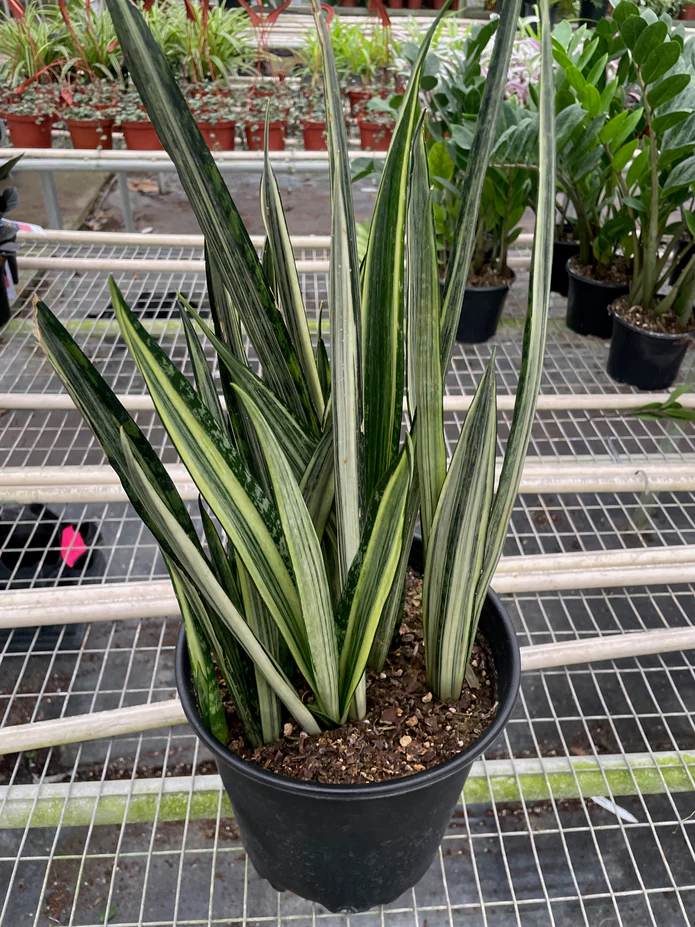 Snake 'Bantel's Sensation' - Image 4