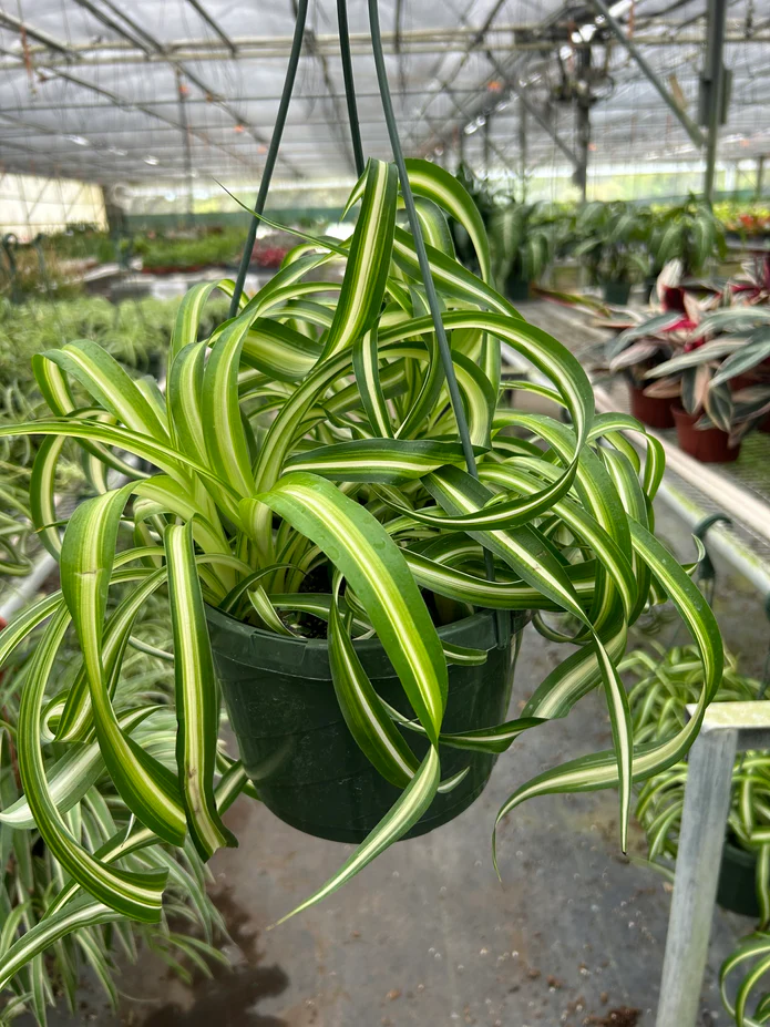 Spider Plant 'Bonnie' - Image 6