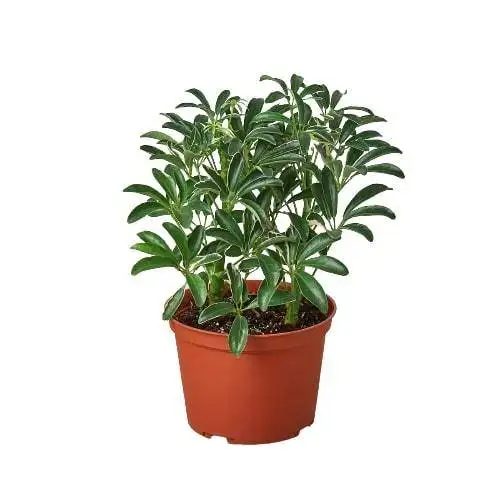 Schefflera Moonlight 'Umbrella Plant' - Image 3
