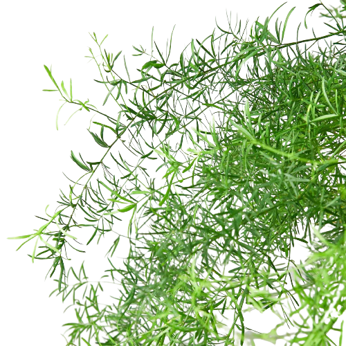 Fern 'Sprengeri' - Image 4