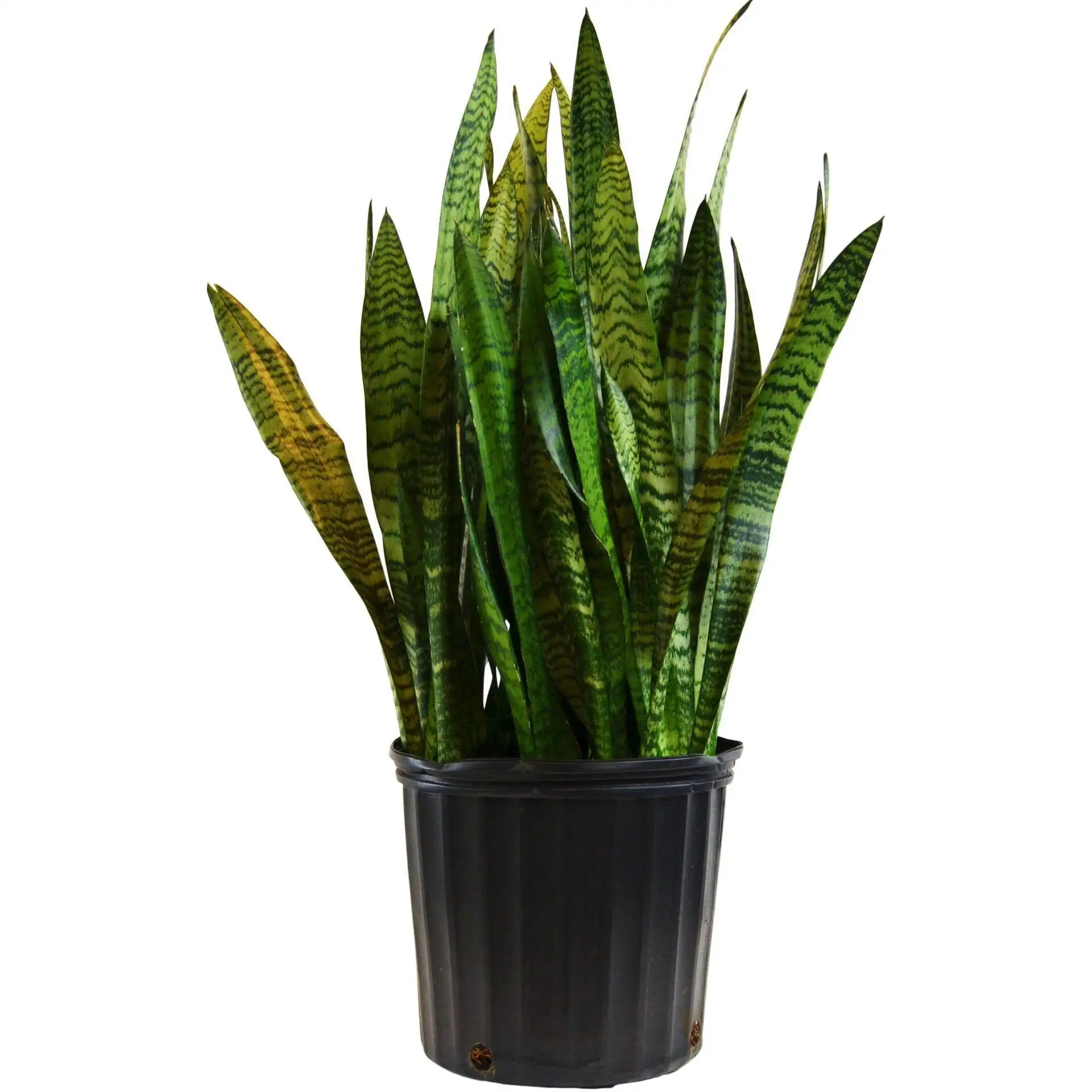 Snake Plant Zeylanica - Large (10" Pot)