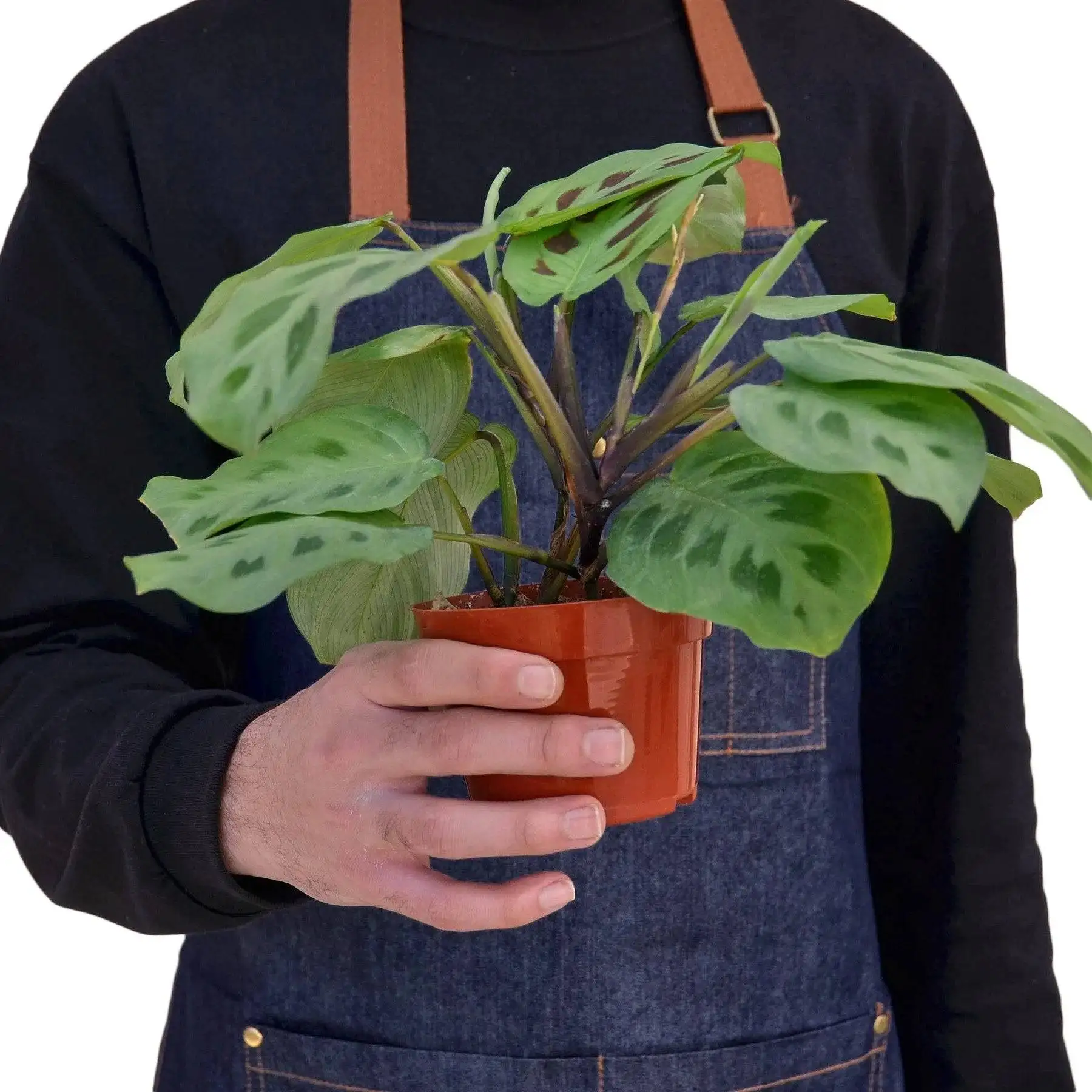 Maranta Leuconeura - Image 3
