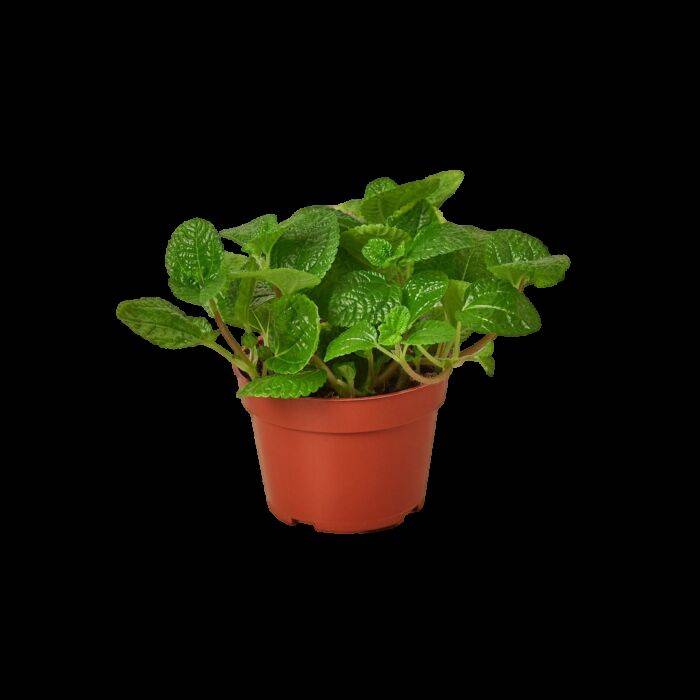 Pilea Crinkle