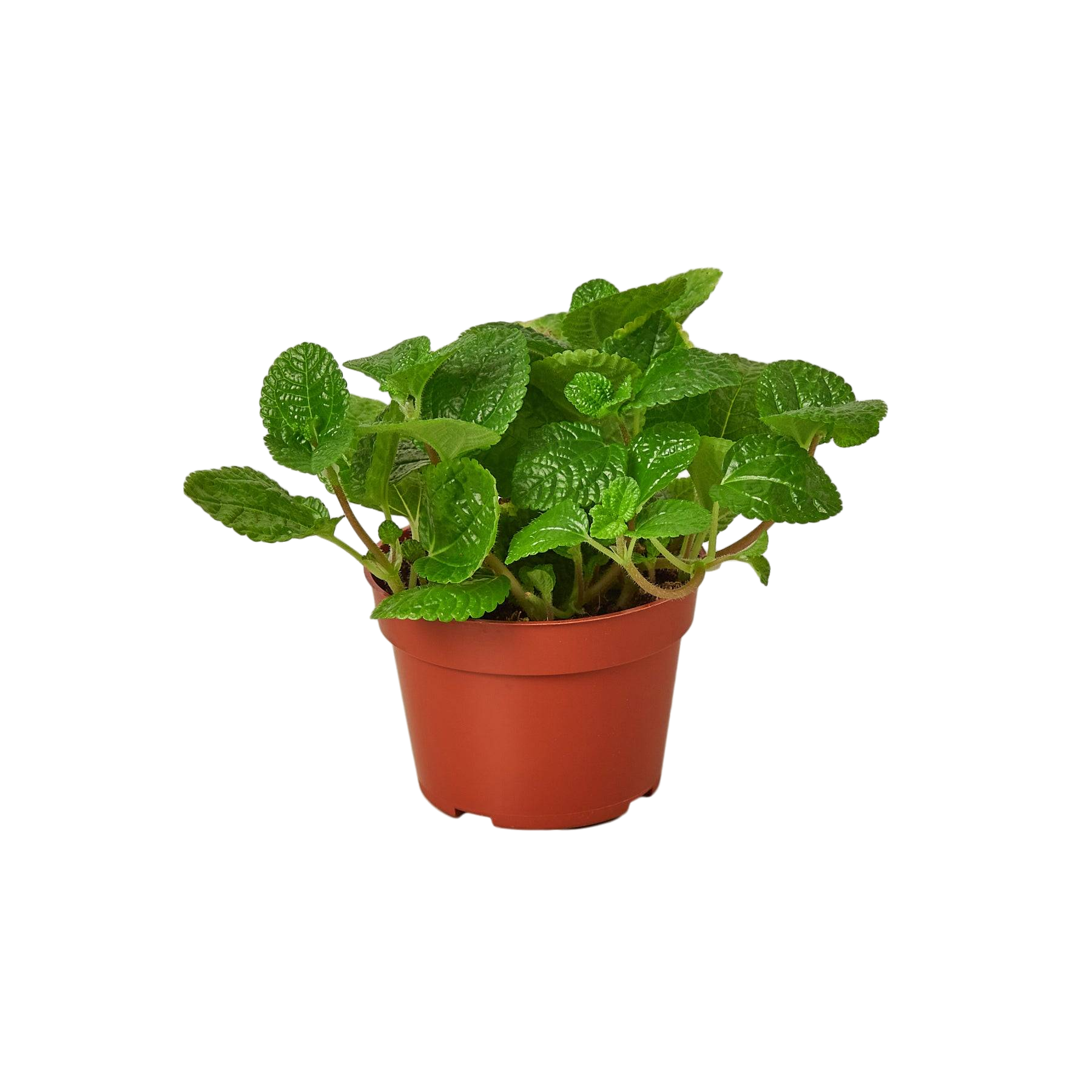 Pilea Crinkle