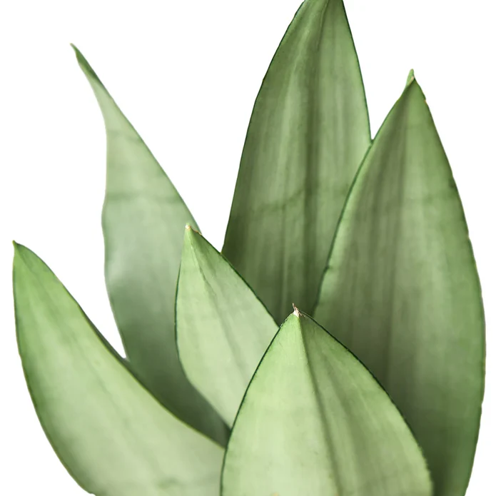Snake Plant Moonshine - Image 5