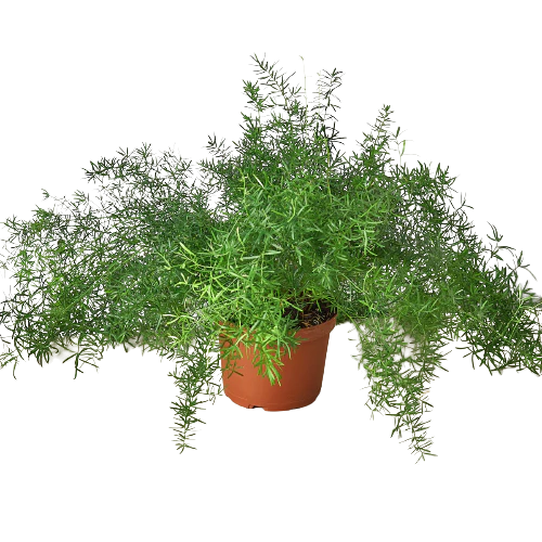 Fern 'Sprengeri' - Image 2