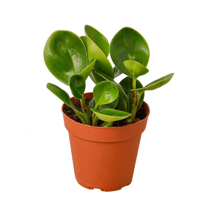 Peperomia Thailand - Image 5