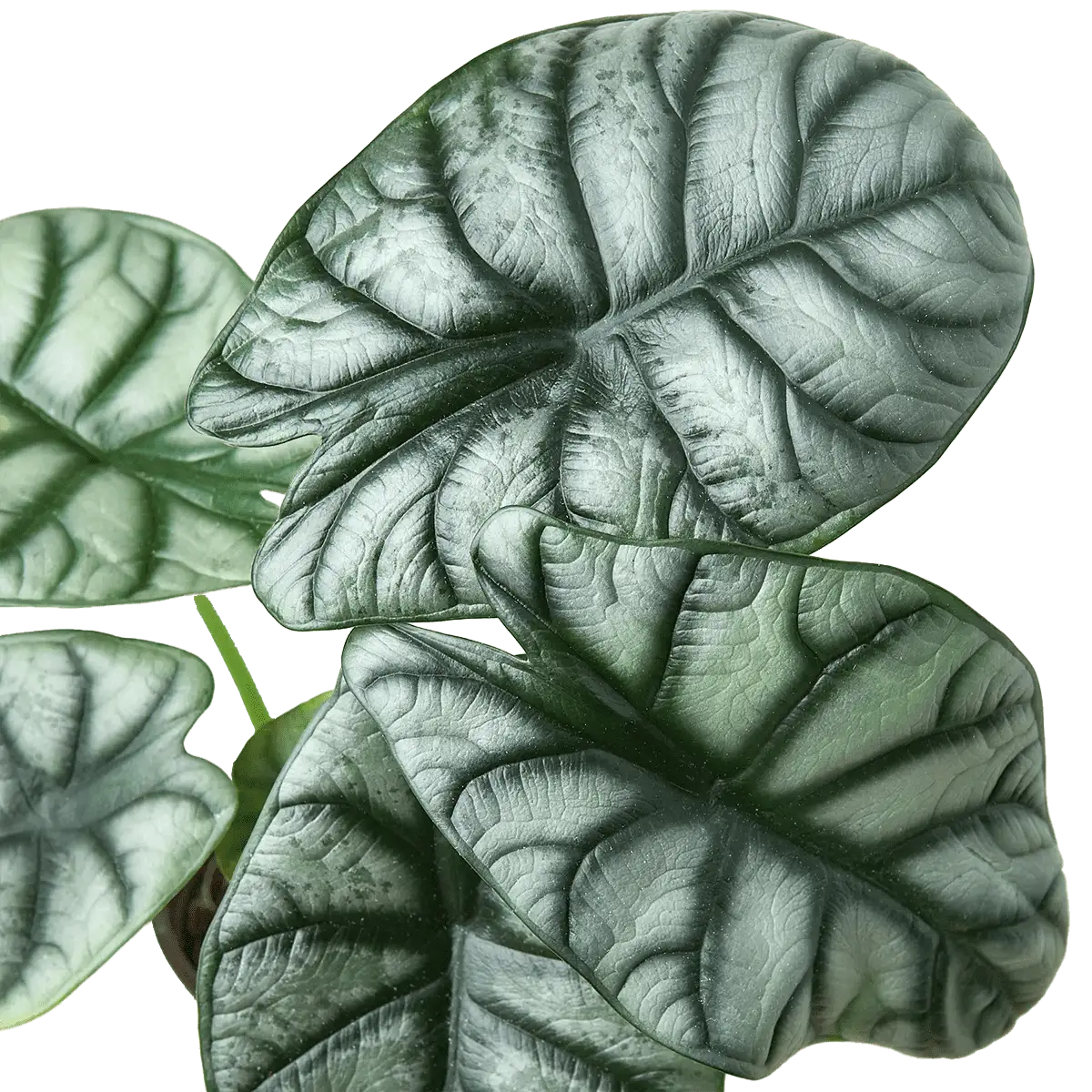 Rare Plant Bundle - Image 5