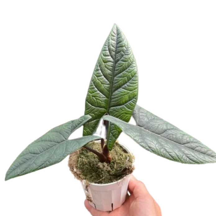 Alocasia 'Scalprum' - Image 4