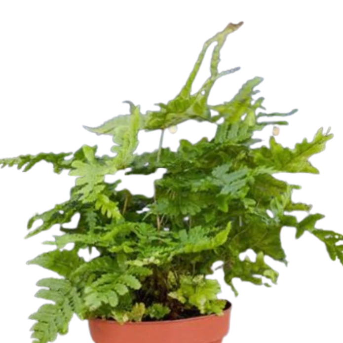 'Autumn' Fern - 4" Pot - NURSERY POT ONLY
