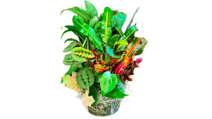 8" Dish Garden Foliage Gift Delivery Bonita Springs