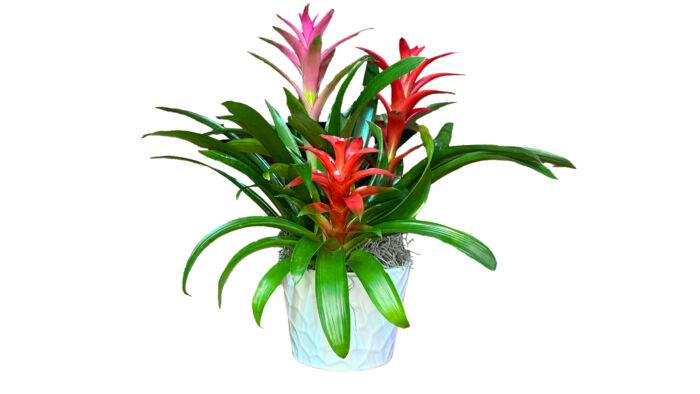 6″ Tropical Trio Bromeliad Garden Same day flower delivery