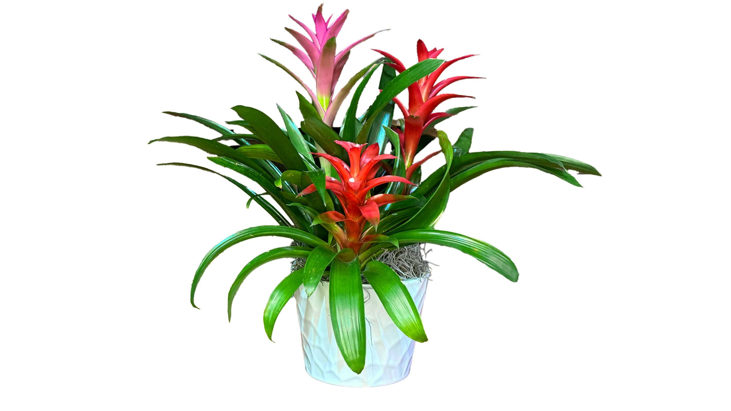 Tropical Bromeliad Dish Garden | House Plants for Sale - Forget Me Not Flower Market