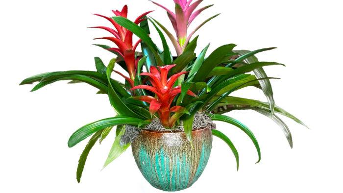 Potted Bromeliads for Sale. Triple Bromeliad Garden includes three different Guzmania bromeliad colors. Available at Forget Me Not Flower Markets, Bonita Springs. Send Bromeliads for Valentine's day. Bromeliads plant delivery available via DoorDash Delivery or In-Store Pick Up.