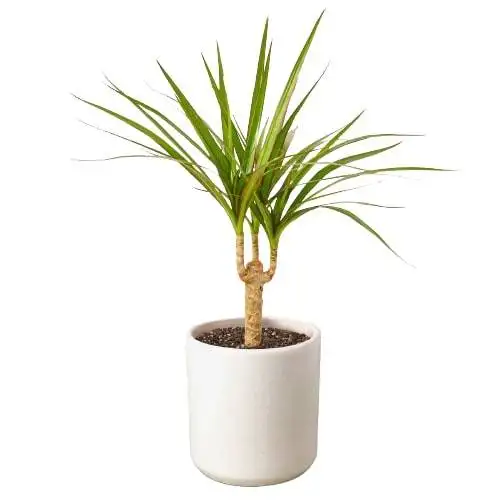 Dracaena Marginata Cane - Image 3