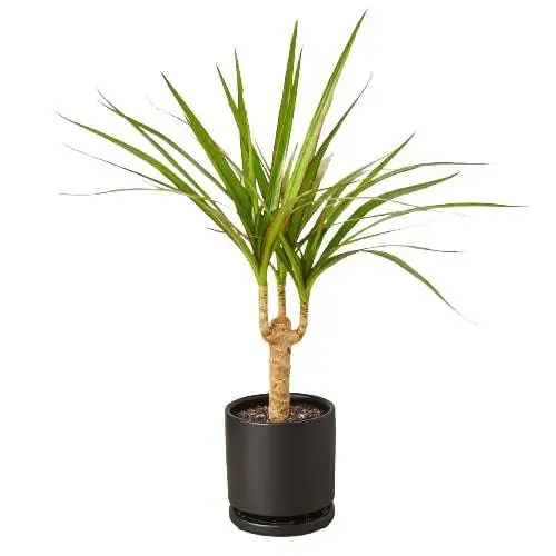 Dracaena Marginata Cane - Image 5