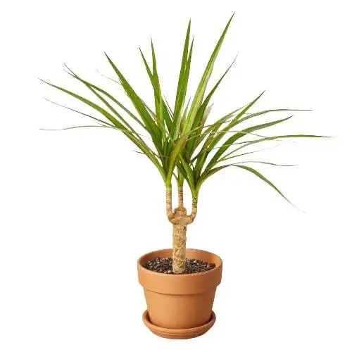 Dracaena Marginata Cane - Image 4