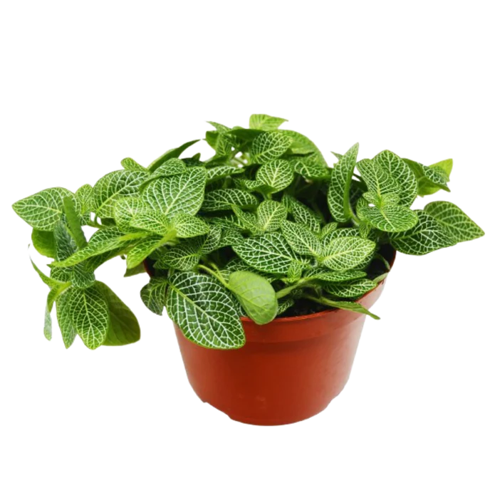 Fittonia 'White Nerve Plant' - 6" Pot - NURSERY POT ONLY