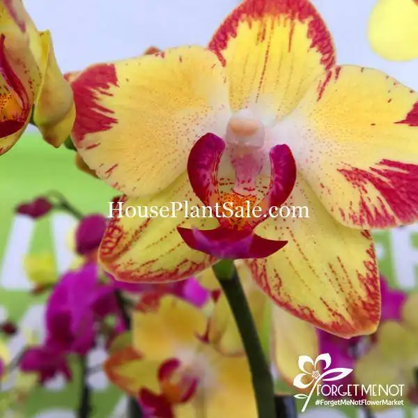Forget-Me-Not-Flower-Market-Orchids-Gift-Arrangement