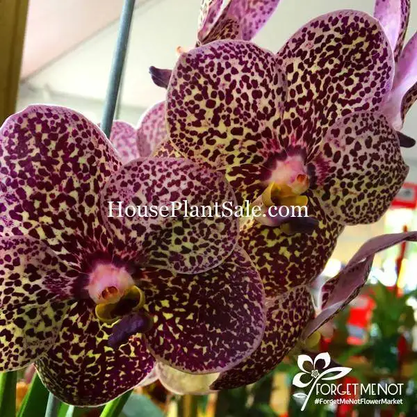 Forget-Me-Not-Flower-Market-Orchids-for-Sale-Near-Me