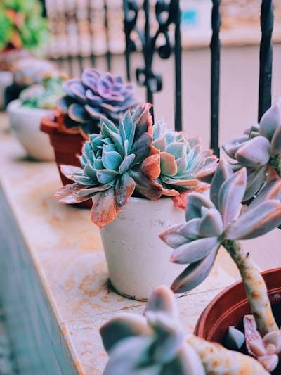 How to Keep Your Succulents & Cacti Thriving During Rain Season