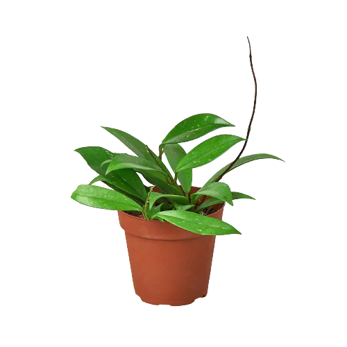 Hoya 'Publicalyx' - 4" Pot - NURSERY POT ONLY