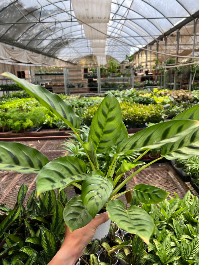Calathea Leopardina - Image 3