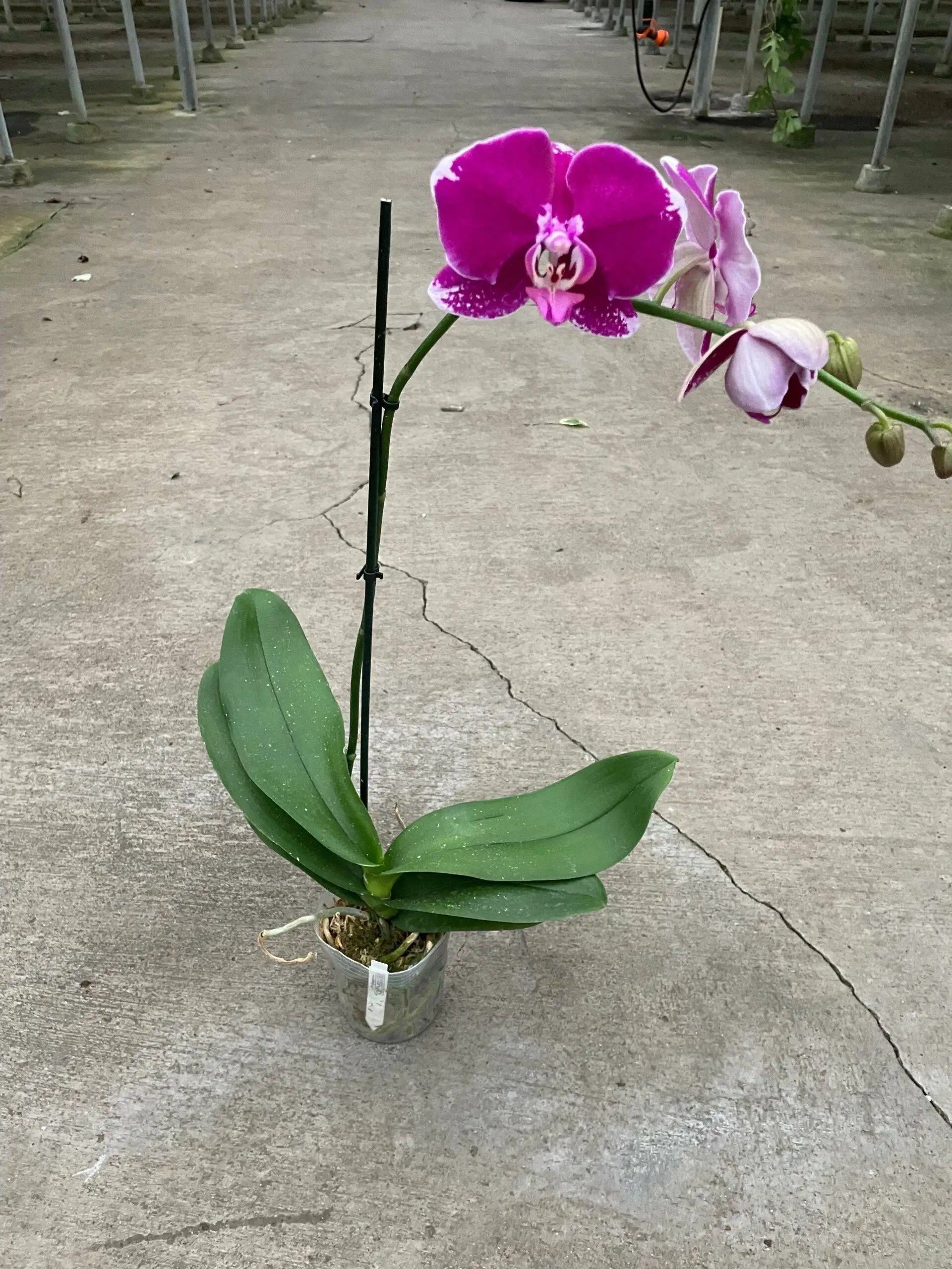 Orchid Purple Spotted Phalaenopsis - Image 2