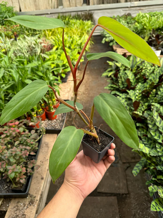 Philodendron Red Emerald - Image 2