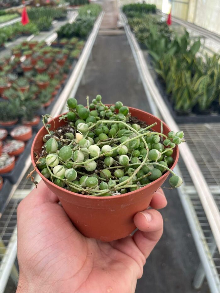 Succulent String of Pearls Variegated