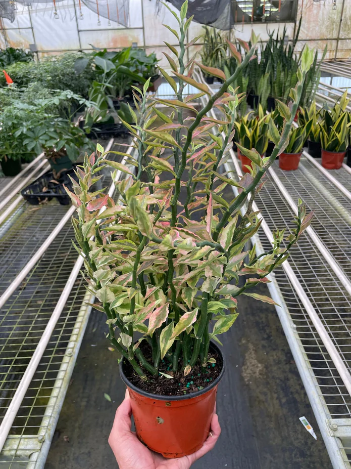 Variegated Devil's Backbone Euphorbia - Image 3