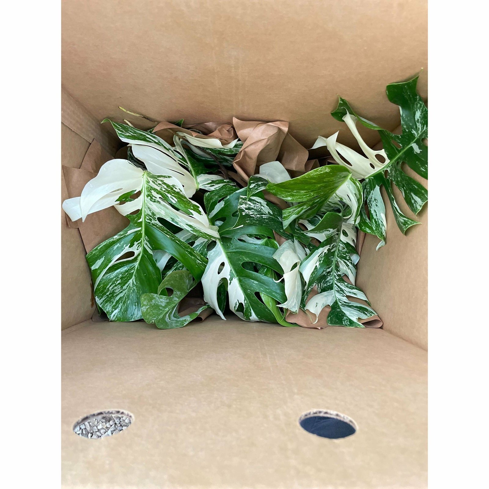 Monstera 'Albo Borsigiana Variegated' - Image 7