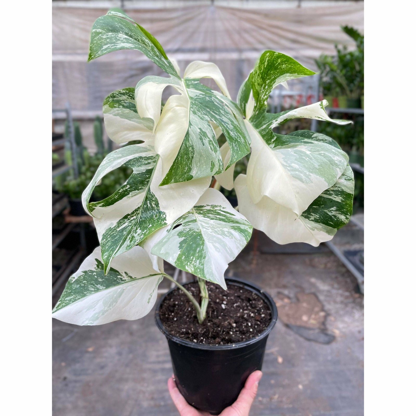 Monstera 'Albo Borsigiana Variegated' - Image 2