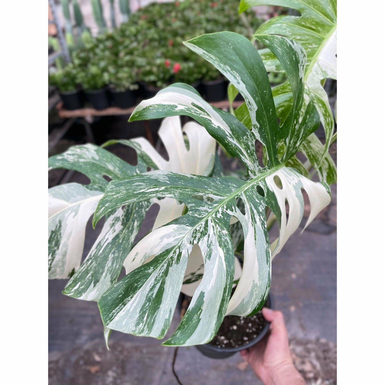 Monstera 'Albo Borsigiana Variegated' - Image 4