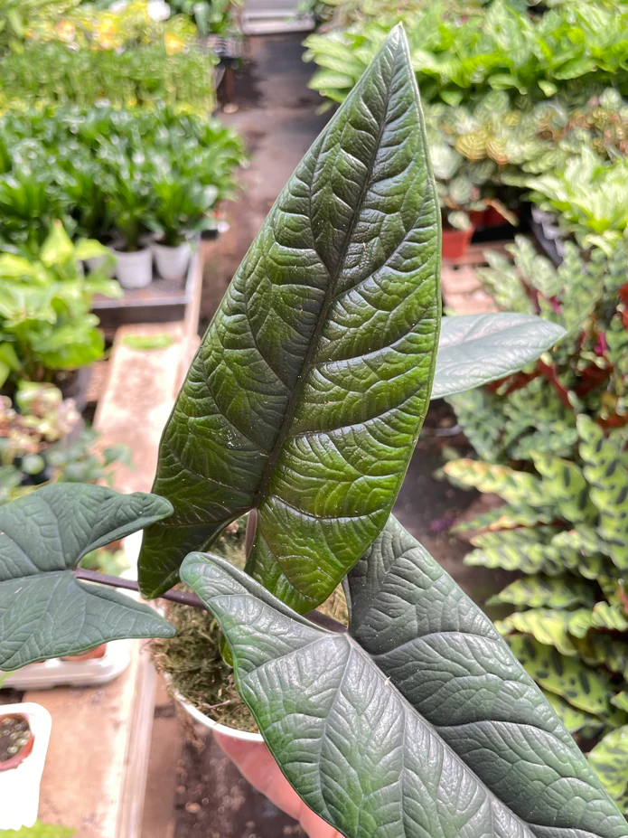 Alocasia 'Scalprum' - Image 3