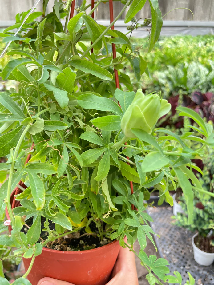 Passion Flower - Image 3