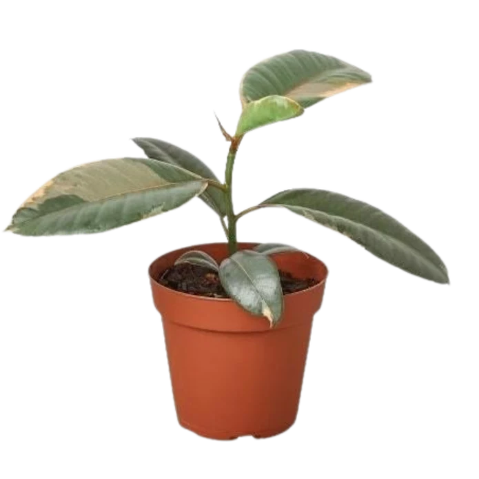 Ficus Elastica 'Ruby Pink' - 4" Pot - NURSERY POT ONLY