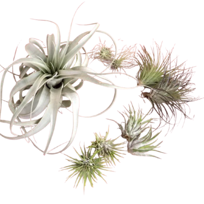 Mothers Day Air Plant Bundle