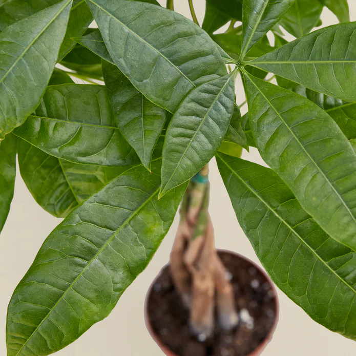Money Tree 'Guiana Chestnut' Pachira Braid - Image 3
