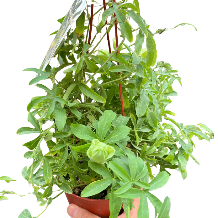 Passion Flower - Image 4