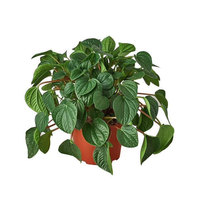 Peperomia ‘Rana Verde’ – 6″ Pot – NURSERY POT ONLY | House Plants for Sale - Forget Me Not Flower Market
