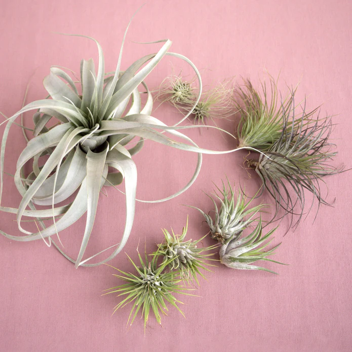 Mothers Day Air Plant Bundle - Image 2