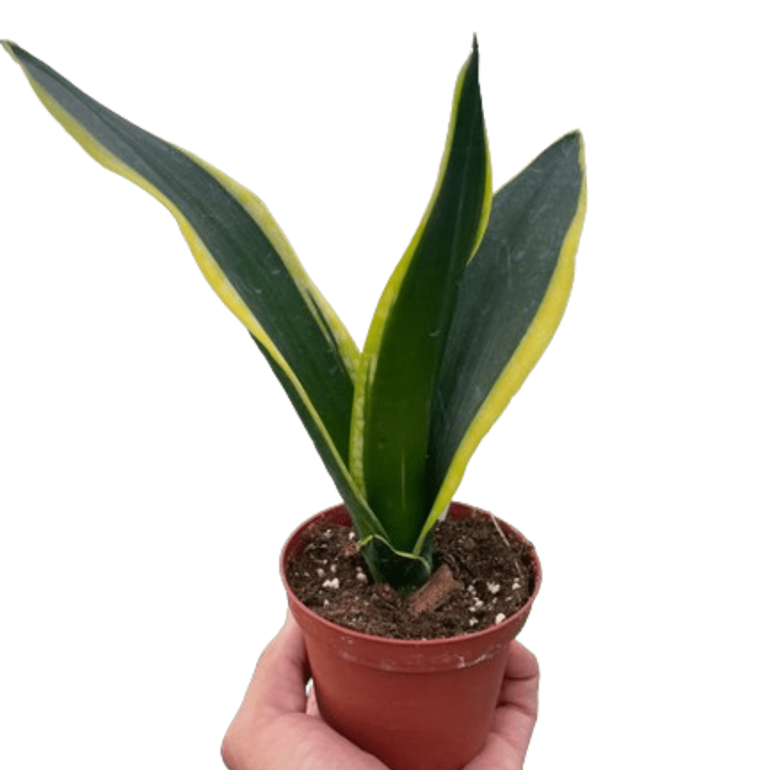 Snake Trifasciata Black Gold