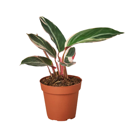 Stromanthe Triostar - 4" Pot - NURSERY POT ONLY